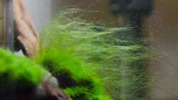 Auswuchernde Mooskugel