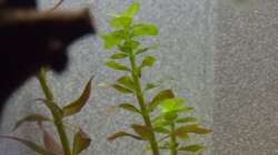 Pflanzen im Aquarium Wirbellose Wohnzimmerdeko