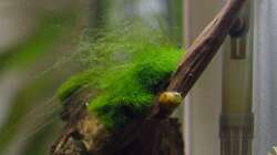 Auswuchernde Mooskugel