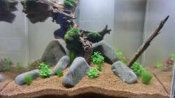 Dekoration im Aquarium Wirbellose Wohnzimmerdeko