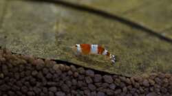 Crystal Red / Red Bee