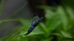 Carbon Rili Zwerggarnele