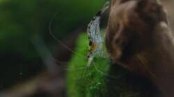 Carbon Rili Zwerggarnele