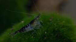 Besatz im Aquarium Wirbellose Wohnzimmerdeko