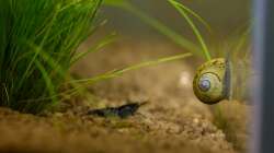 Besatz im Aquarium Wirbellose Wohnzimmerdeko