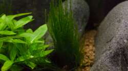 Taxiphyllum sp Flame