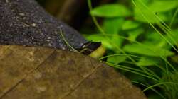 Besatz im Aquarium Wirbellose Wohnzimmerdeko