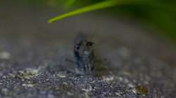 Besatz im Aquarium Wirbellose Wohnzimmerdeko