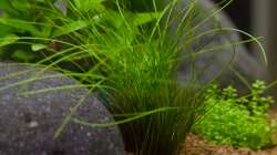 Pflanzen im Aquarium Wirbellose Wohnzimmerdeko