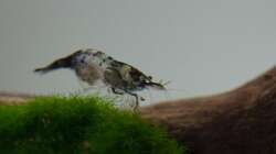 Besatz im Aquarium Wirbellose Wohnzimmerdeko