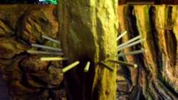 Baumstamm mit PVC - Stäben als Haltepunkt für Moose