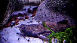 Bratpfannenwels ( ca 9 Jahre alt)