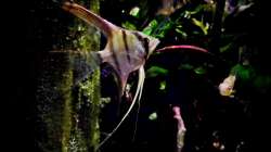 Langflossen-Skalar  (Naturfarben)