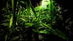 Künstlicher Farn - kann entfernt werden , wenn man an die Technik muss