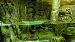 Dekoration im Aquarium New Underwater World