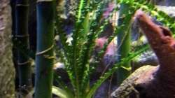 Crinum calamistratum