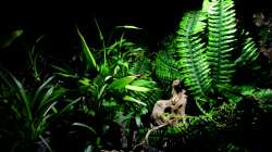 Zwei neue Wurzeln wurden eingebracht , diese hängen zum Teil ins Wasser