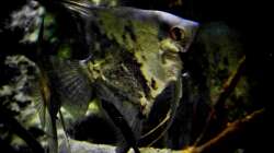 Besatz im Aquarium New Underwater World