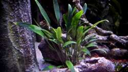 Cryptocoryne Lucens