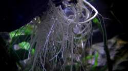 Wurzeln von Chlorophytum comosum wachsen ins Becken