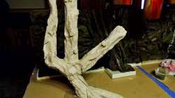 Dieser Baum kommt warscheinlich nicht ins Becken.