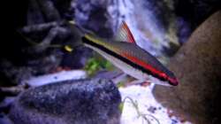 Besatz im Aquarium New Underwater World