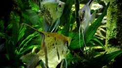 Peru , Cobalt und Ghost