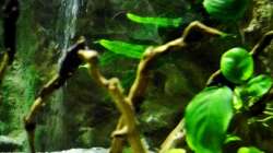 Schwarzwurzelfarn und Anubia Nana