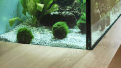 Pflanzen im Aquarium Unser Wohnzimmerschatz