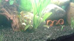 Höllen für die zwei schönen LDA 81