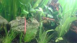 Dekoration im Aquarium Grüner Kontinent