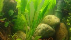 In der Ecke versteckt der Eheim Filter