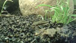 Besatz im Aquarium Grüner Kontinent