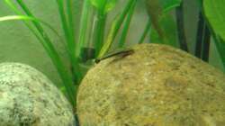 Besatz im Aquarium Grüner Kontinent