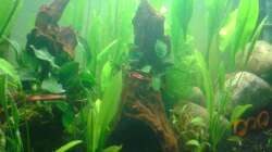 Pflanzen im Aquarium Grüner Kontinent