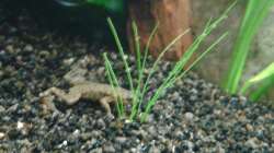 Besatz im Aquarium Grüner Kontinent