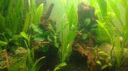 Pflanzen im Aquarium Grüner Kontinent