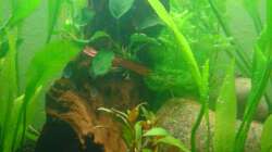 Dekoration im Aquarium Grüner Kontinent