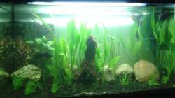 Weitere Pflanzen und Steine 