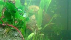 Aquarium Grüner Kontinent