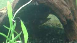 Versteck sich noch der Zwergkrallenfrosch