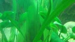 Einer von fünf Oto´s