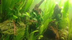 Aquarium Grüner Kontinent