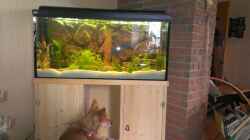 Ganze Aquarium mit meinem kleinen Hund davor :)
