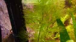 Neue Pflanze eingehangen in einem Saugnapf : Cabomba aquatica