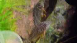 3 Orangeflossen Panzerwelse (Corydoras sterbai)