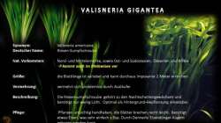 Pflanzen im Aquarium Chrisly on Malawi