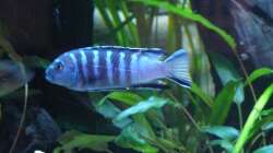 Besatz im Aquarium Chrisly on Malawi