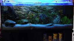 Aquarium Chrisly on Malawi