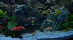 Aquarium Chrisly on Malawi